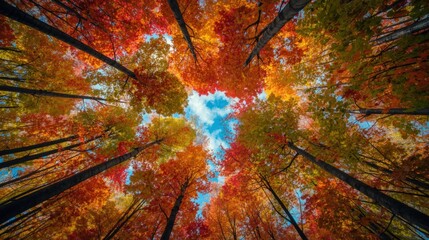 Autumn leaves against a clear blue sky, ideal for seasonal backgrounds and outdoor concepts. Suitable for autumnthemed designs.