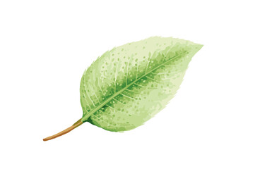 12 Kiwi Fruit Clipart Set