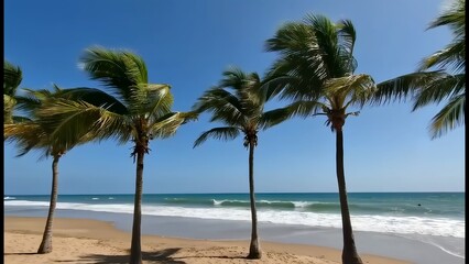 Palm trees against the backdrop of blue sky and ocean