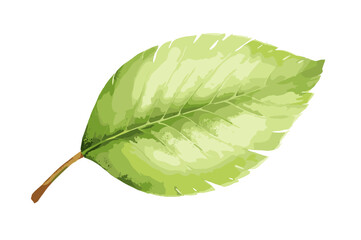 12 Kiwi Fruit Clipart Set