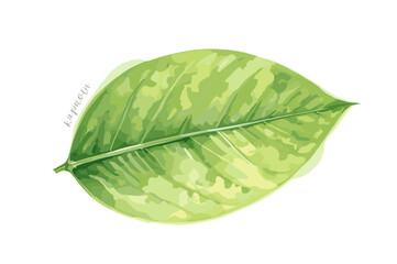 12 Kiwi Fruit Clipart Set