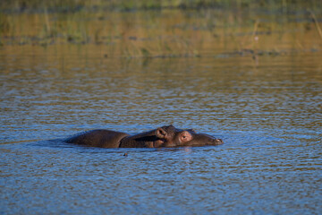 Fototapeta premium A hippopotamus resting in a dam