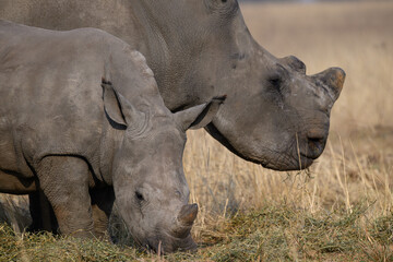 Obraz premium A young white rhino grazing next to its mother