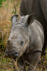Fototapeta premium Closeup of a baby white rhino