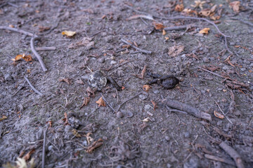 Two chicken droppings lying side by side on the ground.
