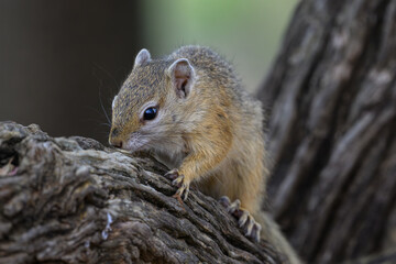 An african tree squirrel on a tree branch