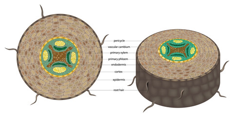 Educational botanical illustration showing the cross section of a plant root with labeled structures, including epidermis, cortex, endodermis, pericycle, vascular cambium, primary xylem, and phloem 