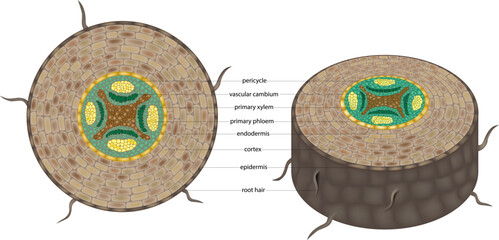 Educational botanical illustration showing the cross section of a plant root with labeled structures, including epidermis, cortex, endodermis, pericycle, vascular cambium, primary xylem, and phloem 
