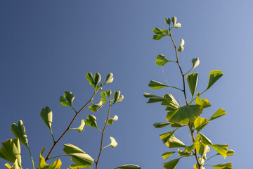 Small spots on ginkgo leaves on a tree twig.
