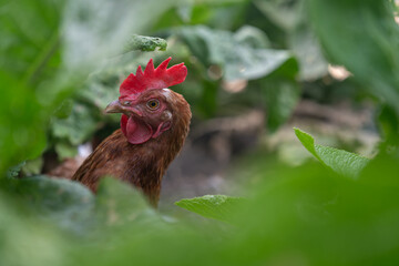 A domestic brown-feathered hen in a close-up of the head among green leaves.
