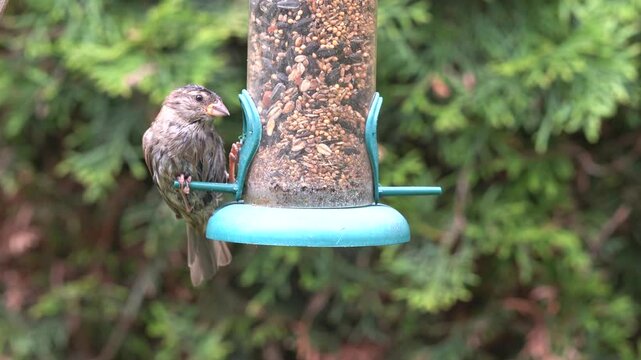 sparrow at the feeder