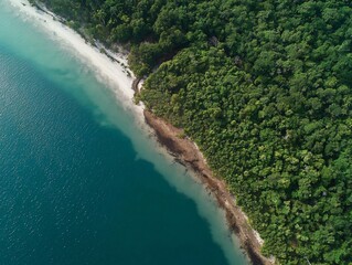 Obraz premium Aerial View of a Lush Forest Bordering a Turquoise Ocean Shoreline
