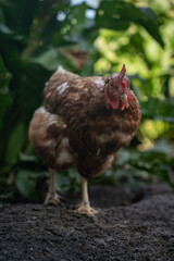A brown older domestic hen in an outdoor free-range organic farm.
