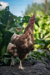 A brown older domestic hen in an outdoor free-range organic farm.
