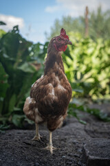 A brown older domestic hen in an outdoor free-range organic farm.
