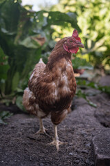 A brown older domestic hen in an outdoor free-range organic farm.
