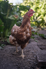 A brown older domestic hen in an outdoor free-range organic farm.

