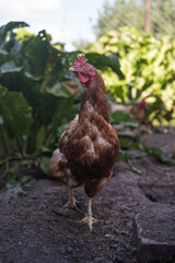 A brown older domestic hen in an outdoor free-range organic farm.
