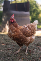 A brown older domestic hen in an outdoor free-range organic farm.
