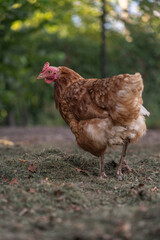A brown older domestic hen in an outdoor free-range organic farm.
