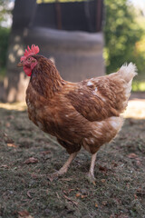 A brown older domestic hen in an outdoor free-range organic farm.
