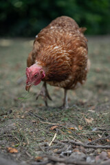A brown older domestic hen in an outdoor free-range organic farm.
