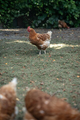 A brown older domestic hen in an outdoor free-range organic farm.
