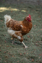 A brown older domestic hen in an outdoor free-range organic farm.
