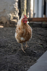 A brown older domestic hen in an outdoor free-range organic farm.
