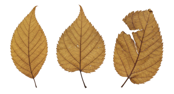 Three brown dried autumn leaves isolated on white background, seasonal nature details perfect for fall and craft projects