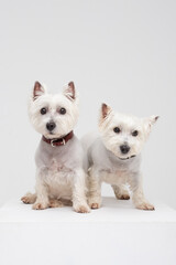 Obraz premium West Highland White Terrier