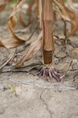 The lower root part of a corn plant in dried-out soil.
