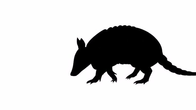 Armadillo silhouette isolated on white background. 4k animation video.