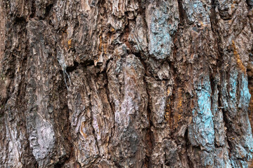Close-up of textured tree bark with unique patterns and colors.