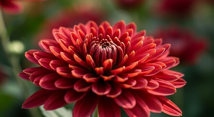 Vibrant red chrysanthemum bloom with detailed petals and natural bokeh