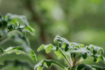 Fresh green part with leaves of the neem tree.
