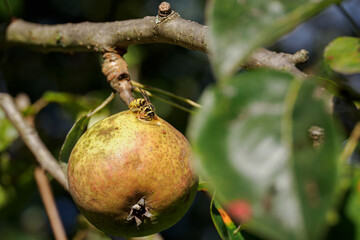 A wasp gnawing on a ripe pear on a tree branch.
