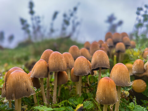 Cluster of brittlestem mushrooms covered in dew on forest floor
