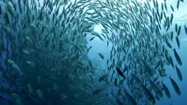 A colossal vortex of thousands of gleaming silver fish swirls in a deep cerulean ocean, captured from a dynamic low angle with golden volumetric light rays and bokeh, an awe-inspiring marine