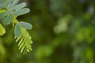 Close-up of green leaves on vines with bright natural light and soft background