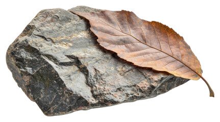 Obraz premium PNG Rock heavy element Leaf shape leaf plant