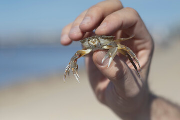 crab in hand