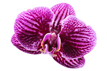Orchid isolated on white background