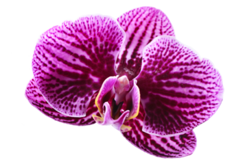 Orchid isolated on white background