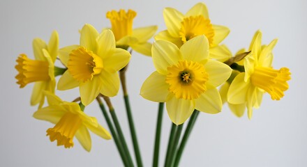Vibrant yellow daffodils blooming against a plain white background