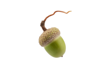 A single green acorn with its stem, isolated on a transparent background. background removed