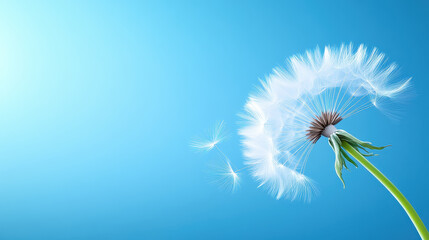 Obraz premium Dandelion seed head blowing in wind with delicate white seeds floating against bright blue sky background, evoking sense of freedom and lightness
