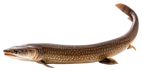 PNG Animal fish wildlife reptile.