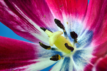 Close-up of the pistil and stamens of a beautiful red tulip flower