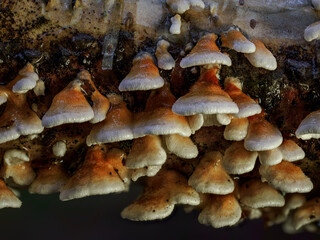 Small wood-decaying fungi growing on a fallen birch log after rain.
